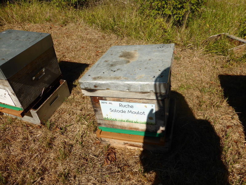 La ruche Solode Moulot