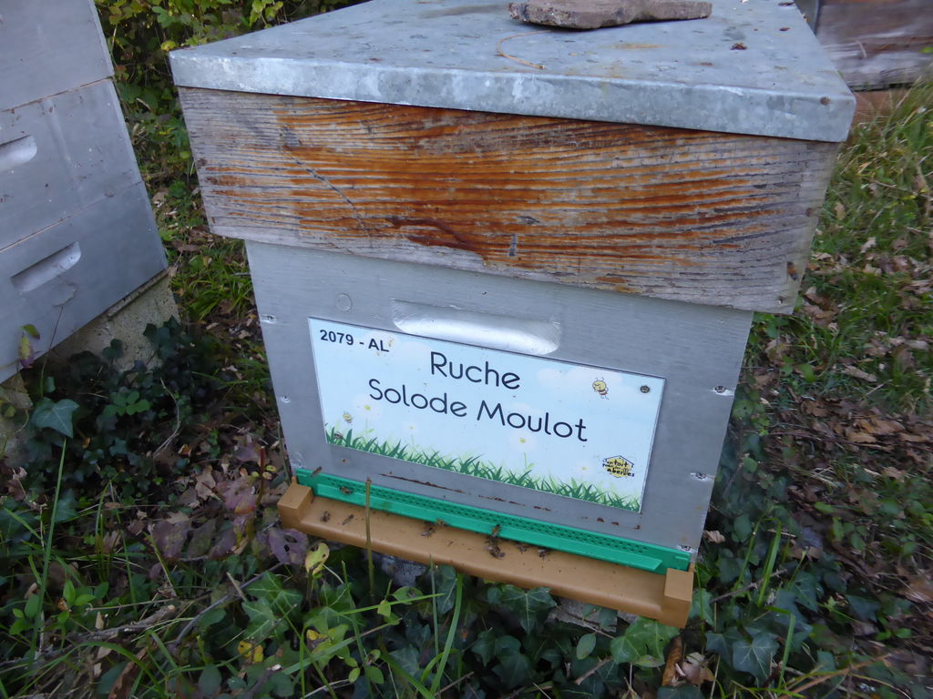 La ruche Solode Moulot