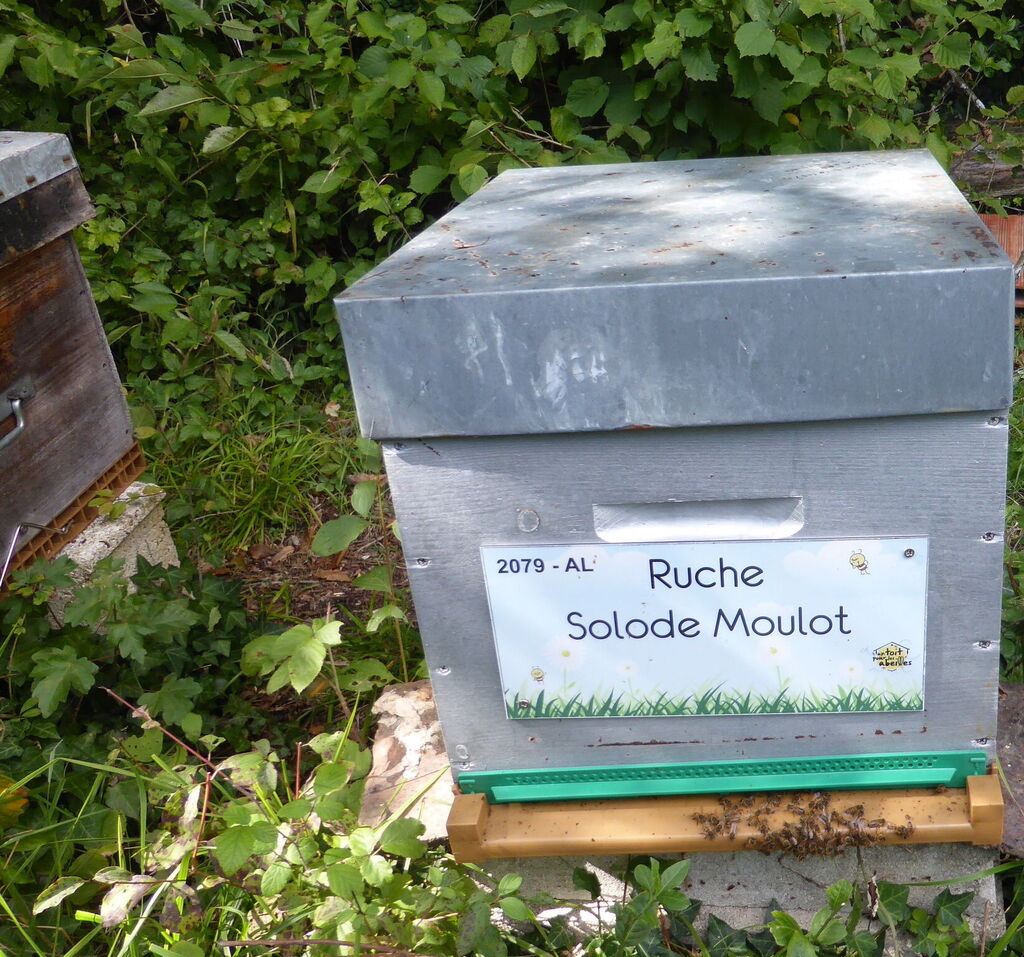 La ruche Solode Moulot