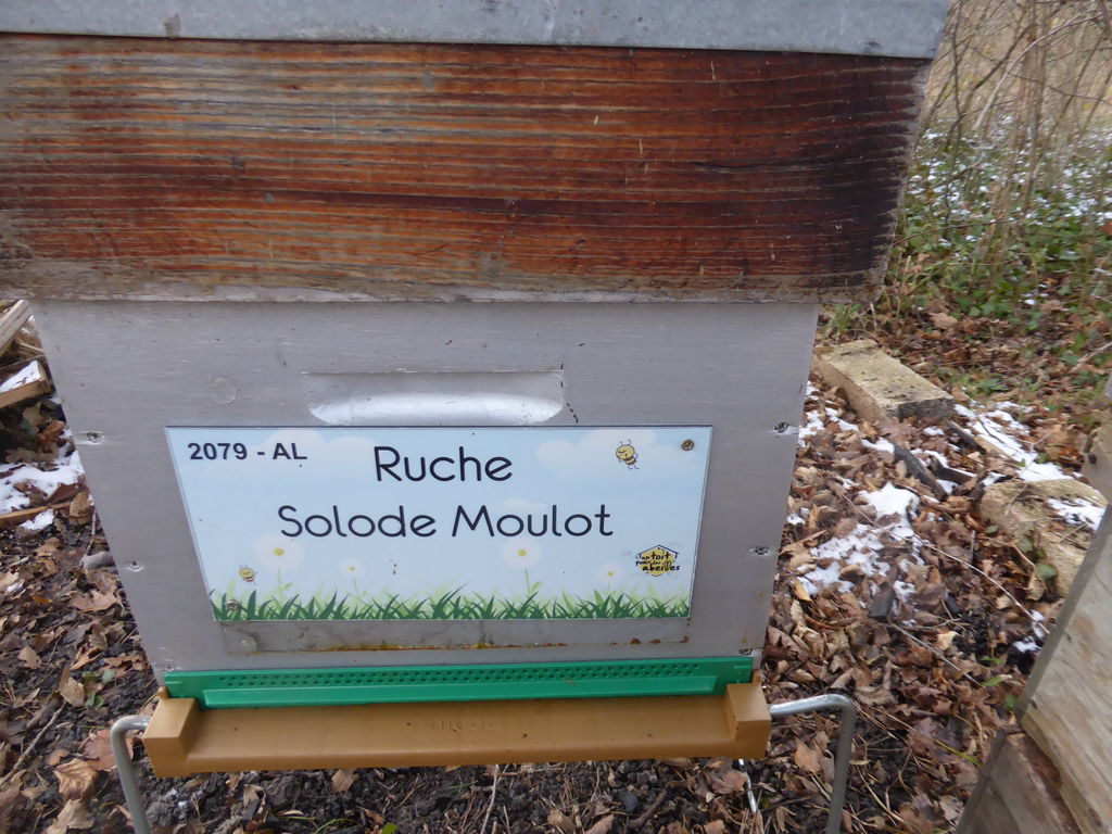 La ruche Solode Moulot