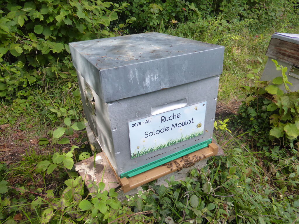 La ruche Solode Moulot