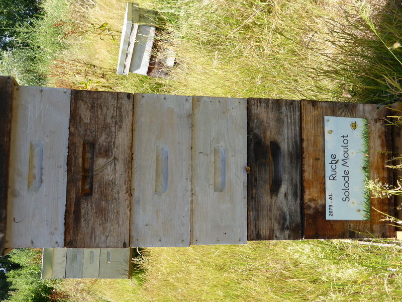 La ruche Solode Moulot