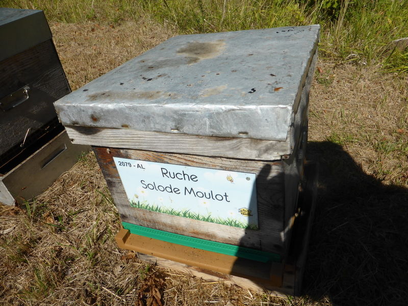 La ruche Solode Moulot