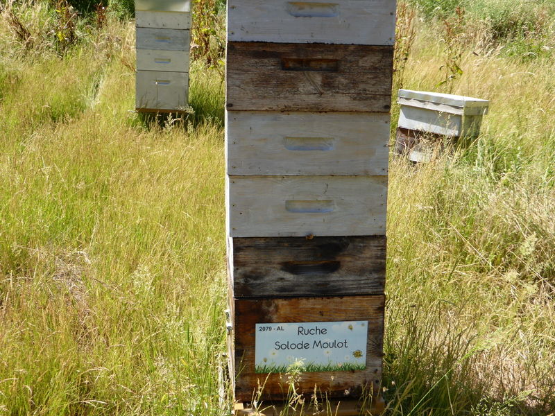 La ruche Solode Moulot