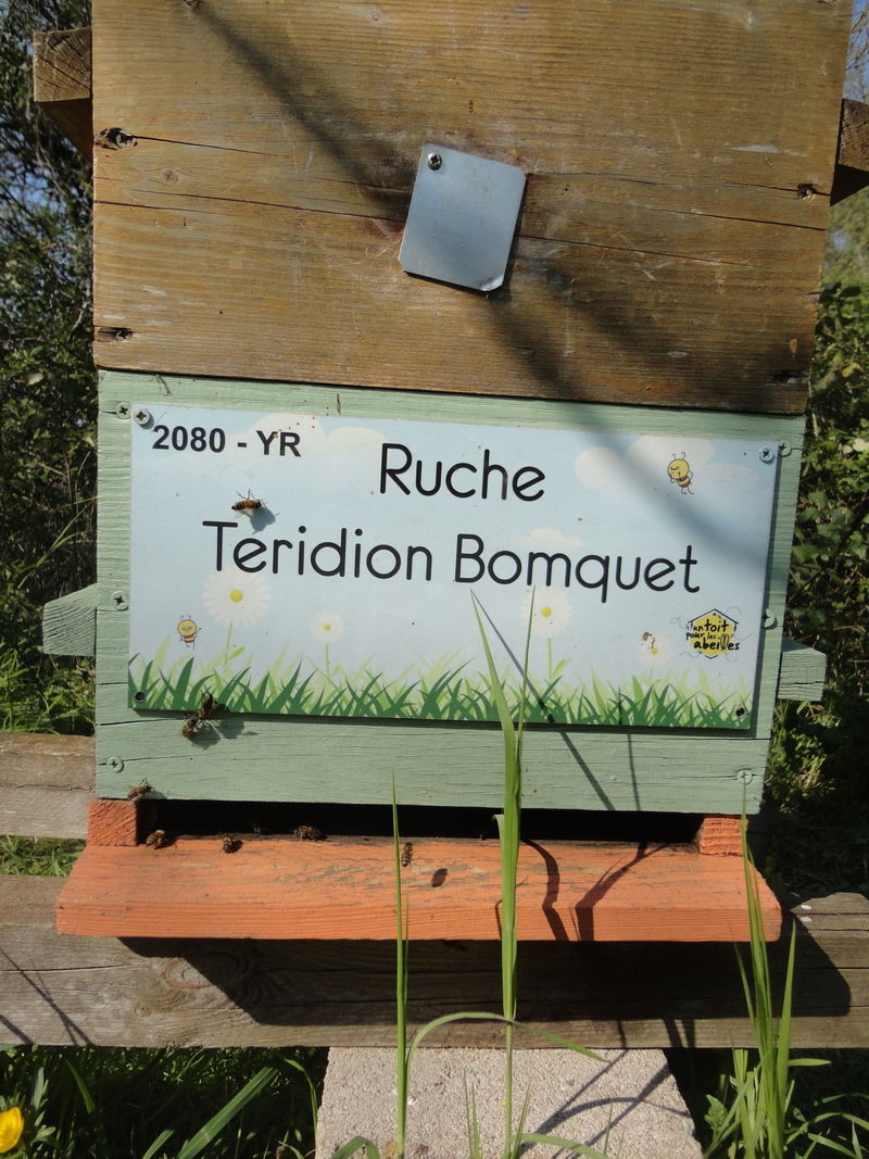 La ruche Teridion Bomquet