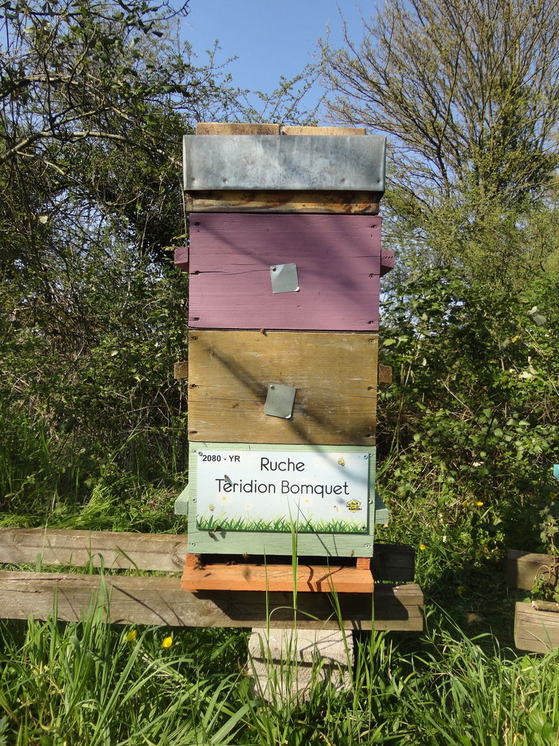 La ruche Teridion Bomquet