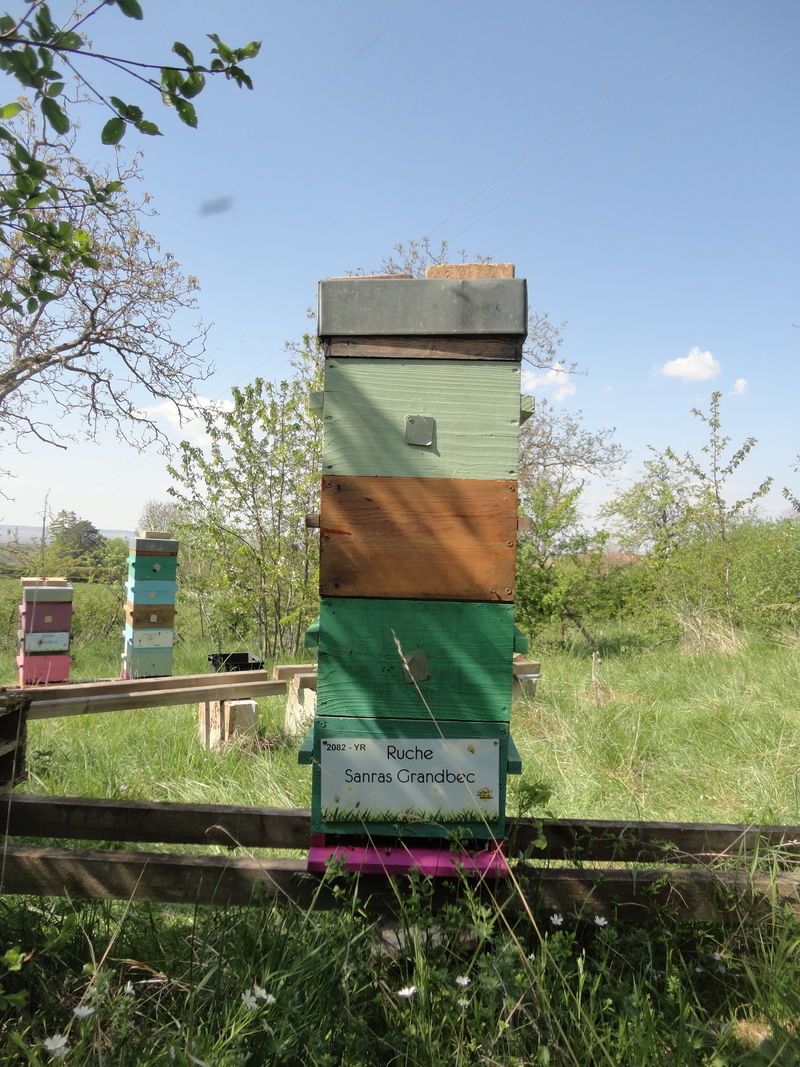 La ruche Sanras Grandbec