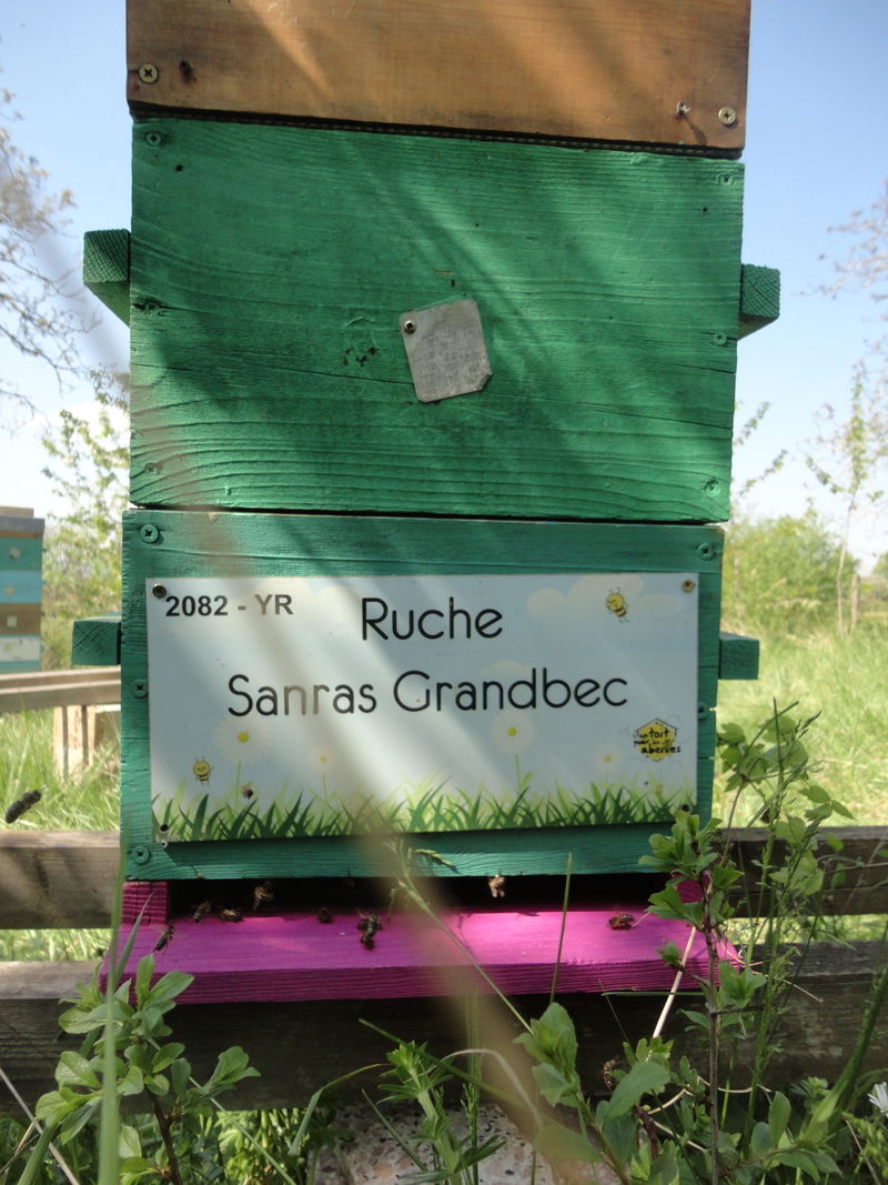 La ruche Sanras Grandbec