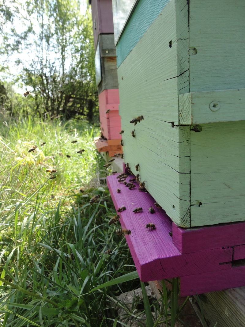 La ruche Sanras Grandbec