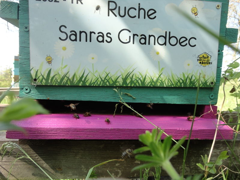 La ruche Sanras Grandbec