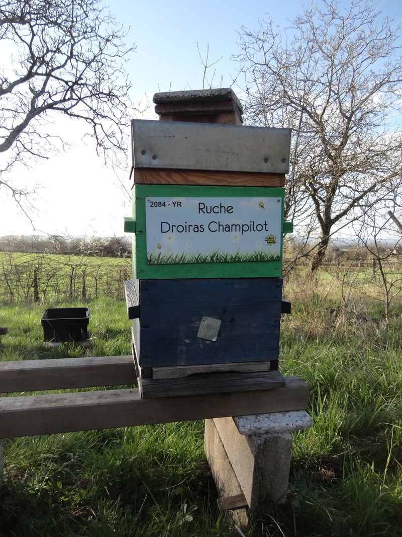 La ruche Droiras Champilot