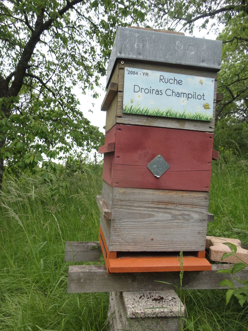 La ruche Droiras Champilot