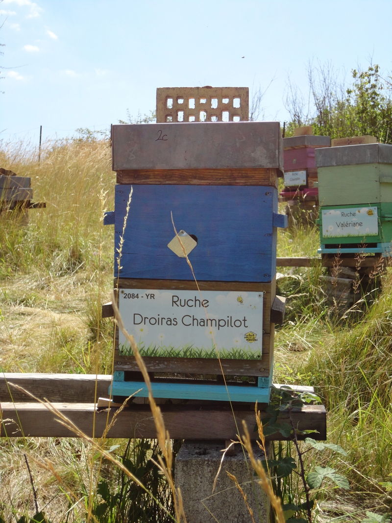 La ruche Droiras Champilot