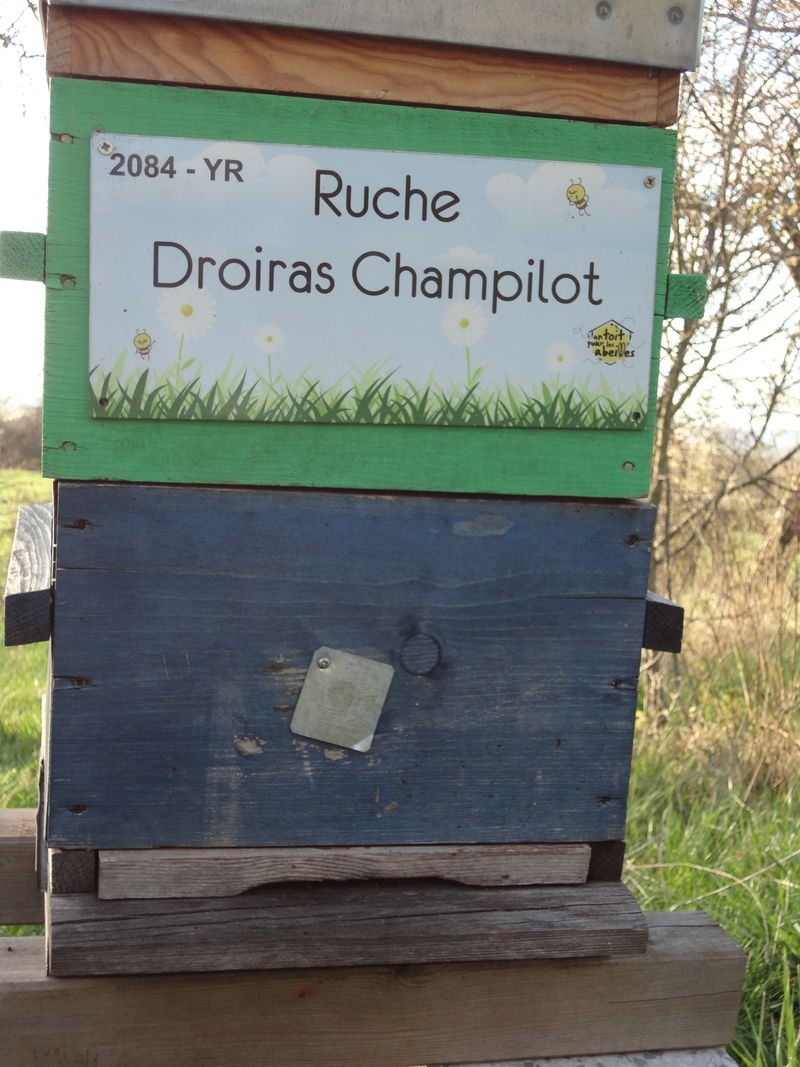 La ruche Droiras Champilot