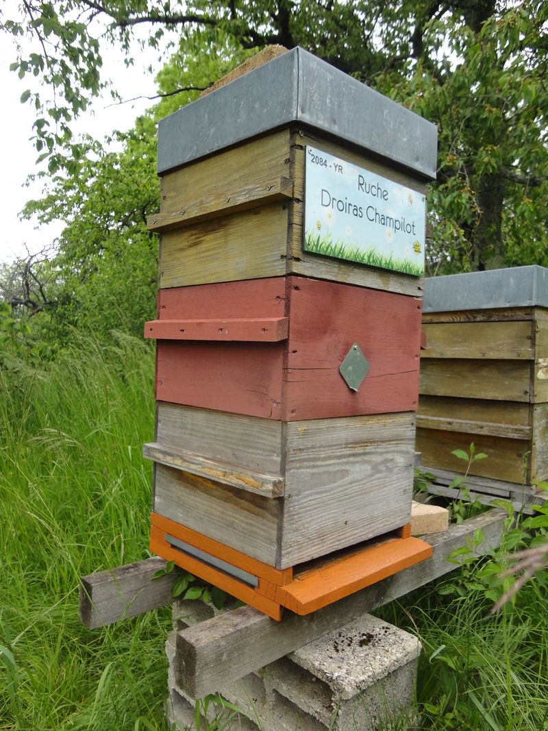La ruche Droiras Champilot