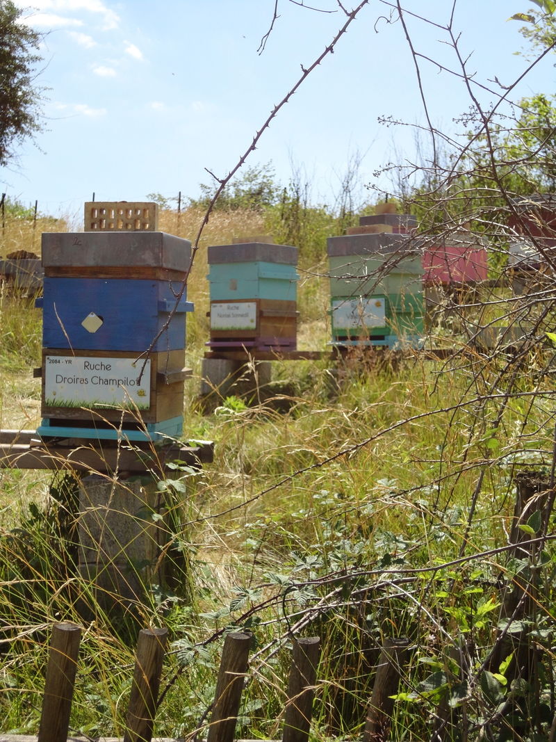 La ruche Droiras Champilot