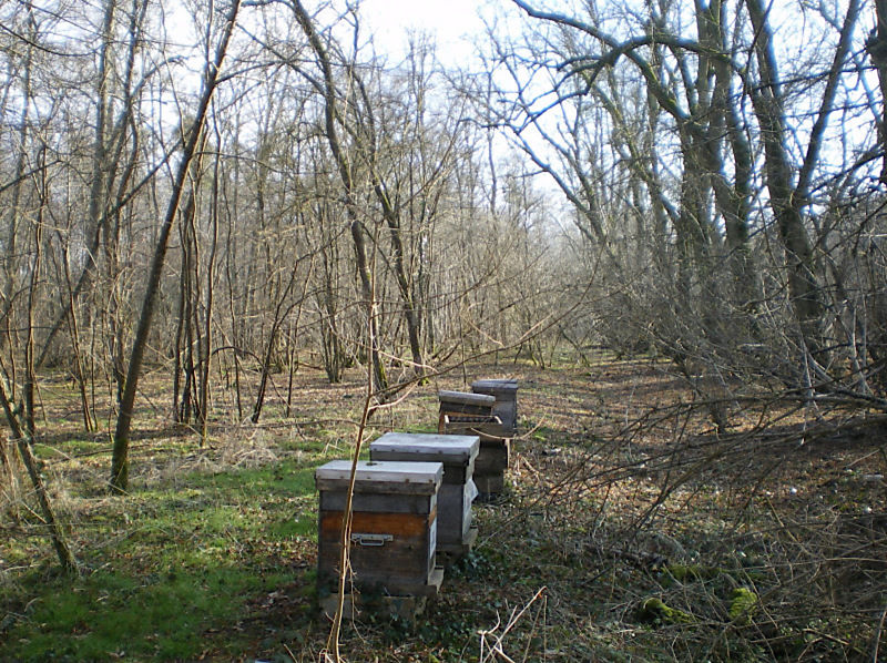 La ruche Bergeronnette grise