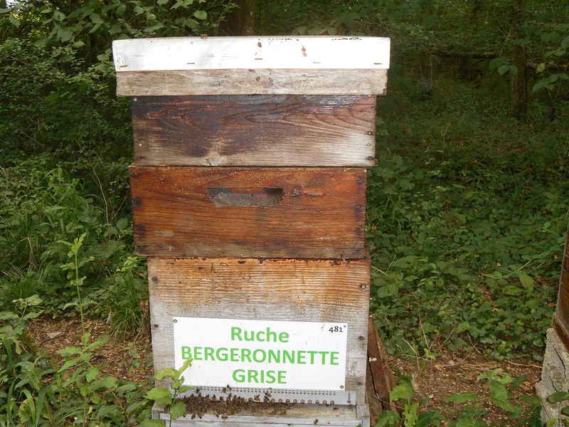 La ruche Bergeronnette grise