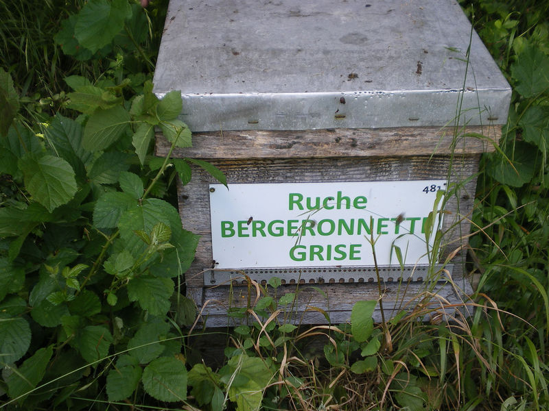La ruche Bergeronnette grise