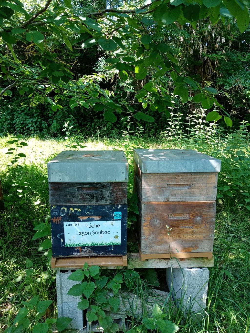 La ruche Legon Soubec