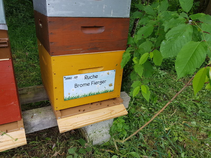 La ruche Brome Fierger
