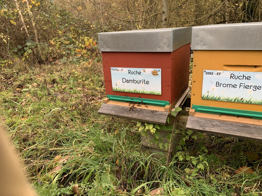 La ruche Brome Fierger