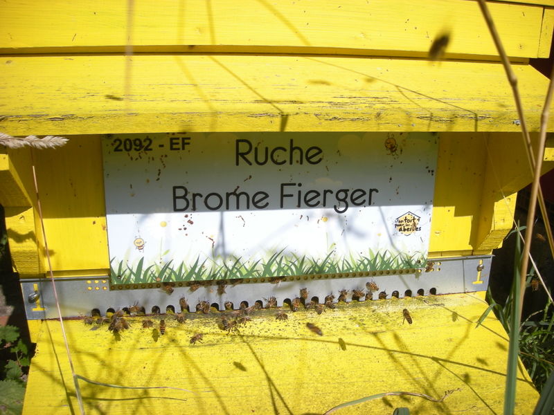 La ruche Brome Fierger