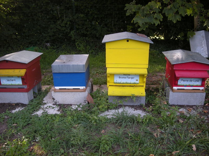 La ruche Brome Fierger