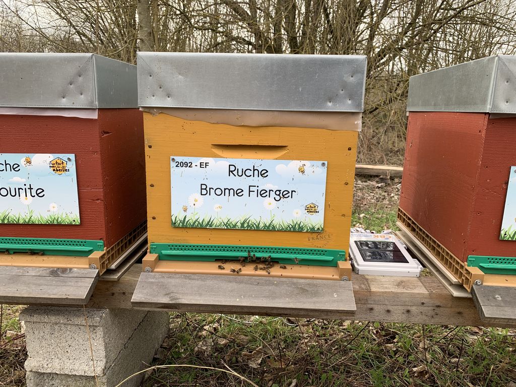 La ruche Brome Fierger