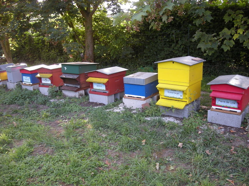 La ruche Brome Fierger