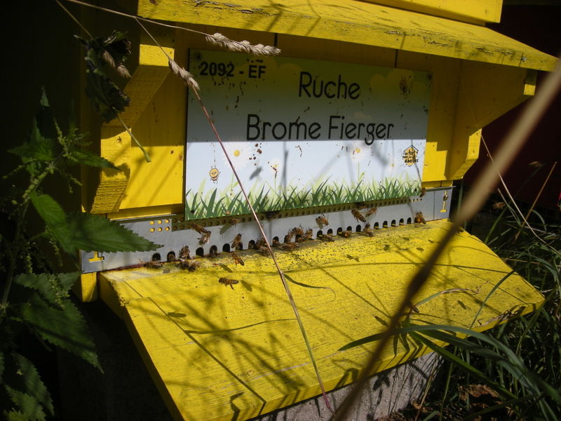 La ruche Brome Fierger