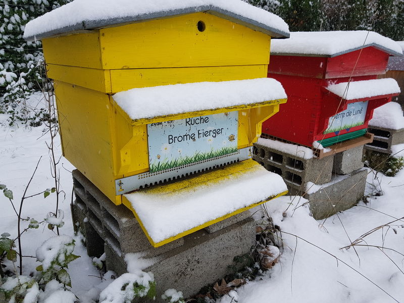 La ruche Brome Fierger