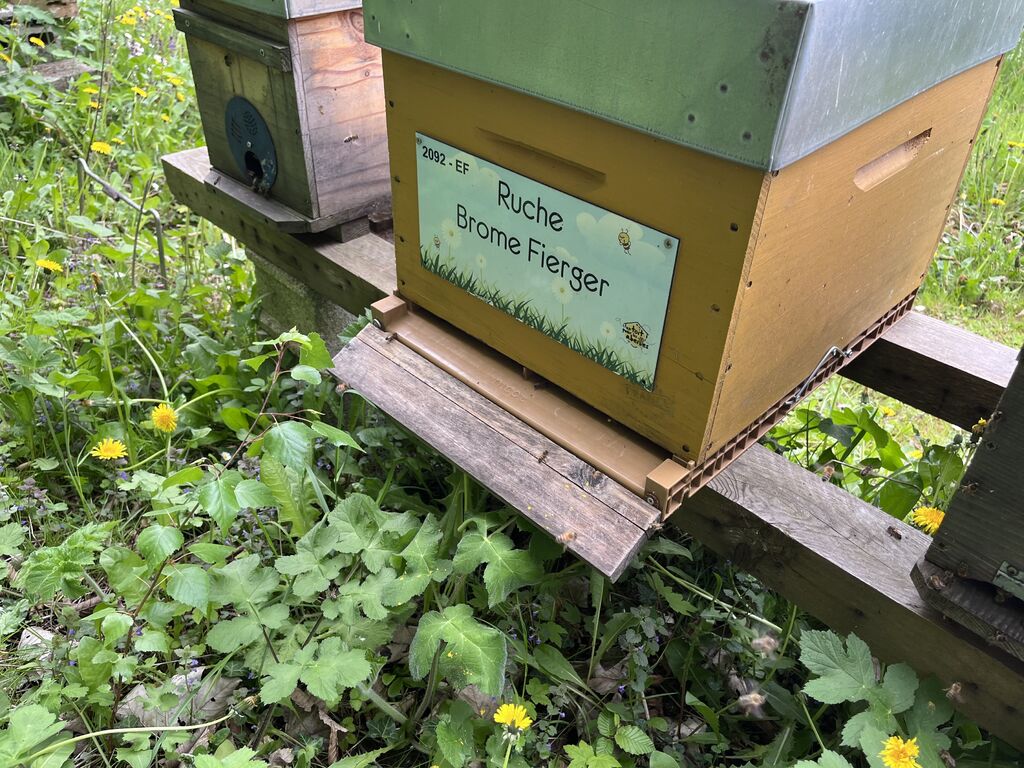 La ruche Brome Fierger
