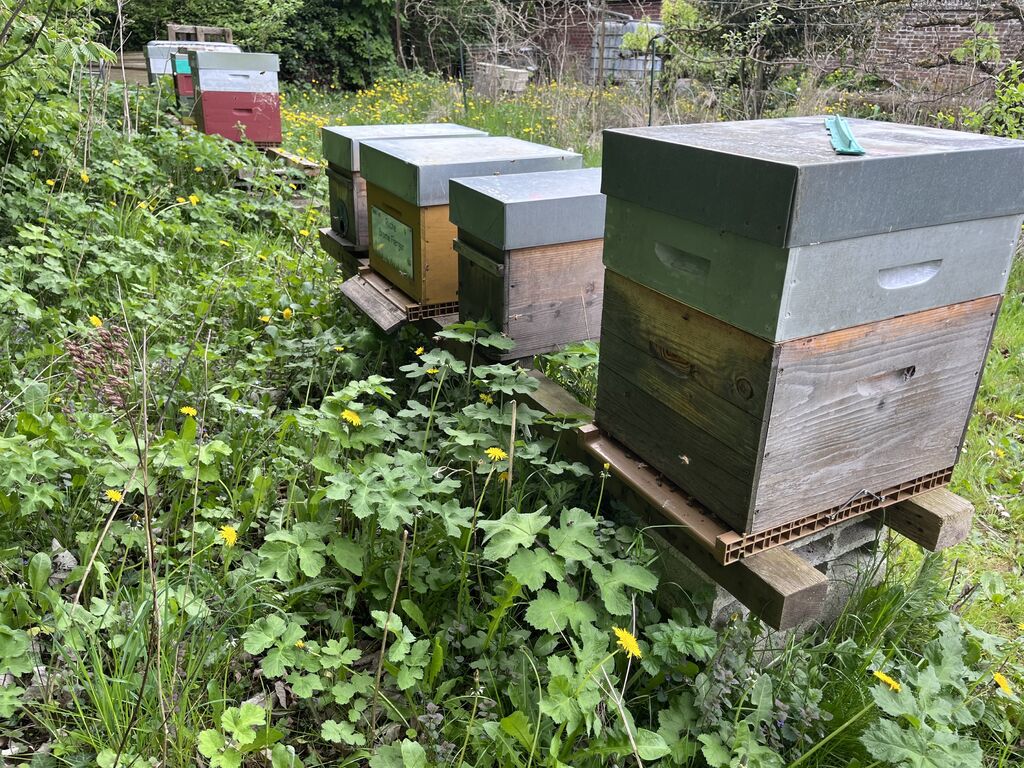 La ruche Brome Fierger