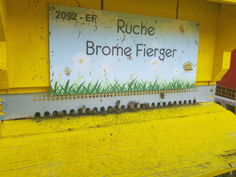 La ruche Brome Fierger