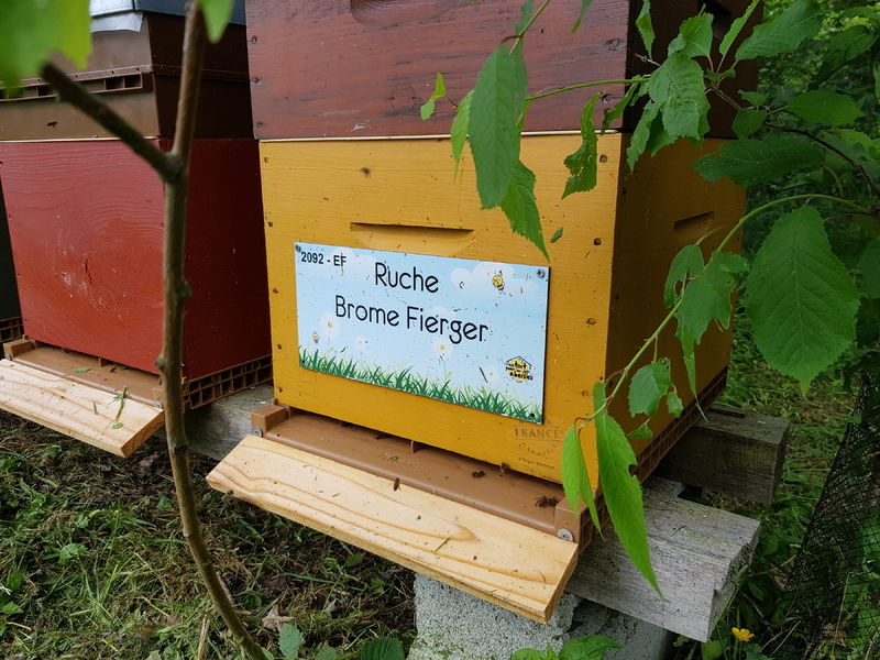 La ruche Brome Fierger