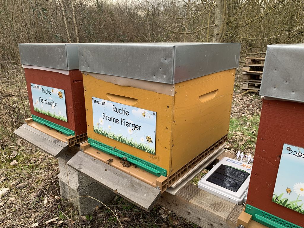 La ruche Brome Fierger