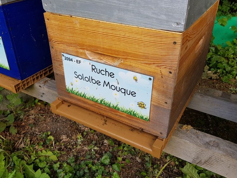La ruche Sololbe Mouque