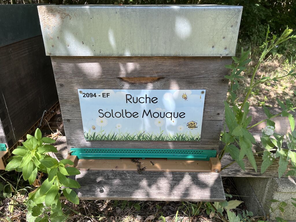 La ruche Sololbe Mouque