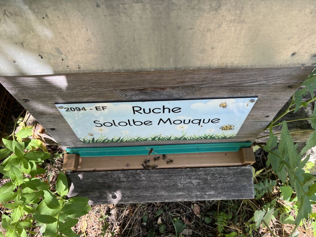 La ruche Sololbe Mouque
