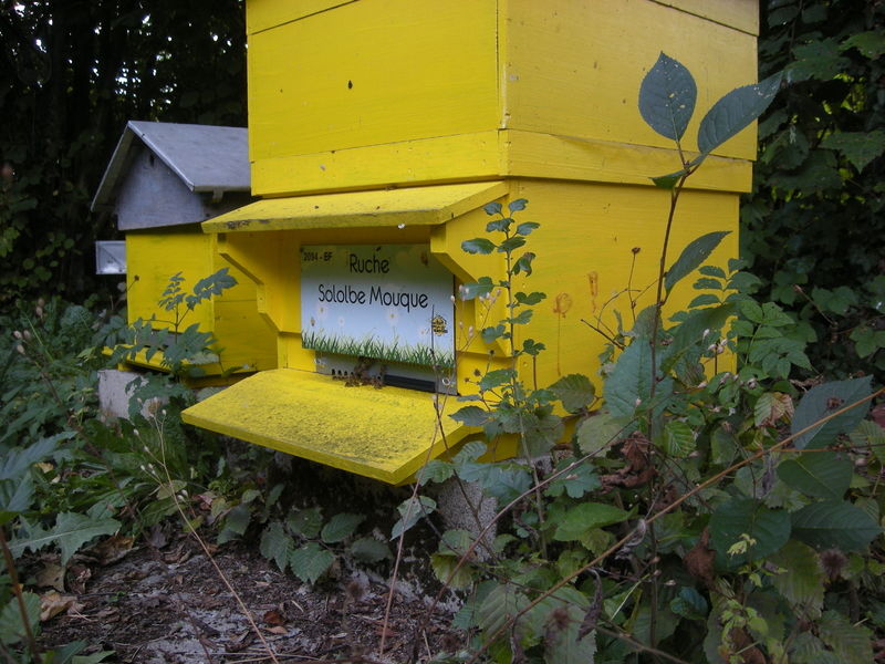 La ruche Sololbe Mouque