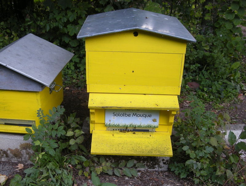 La ruche Sololbe Mouque