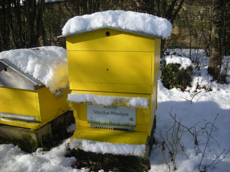 La ruche Sololbe Mouque