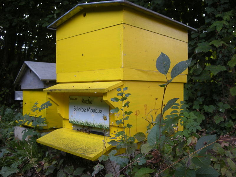 La ruche Sololbe Mouque