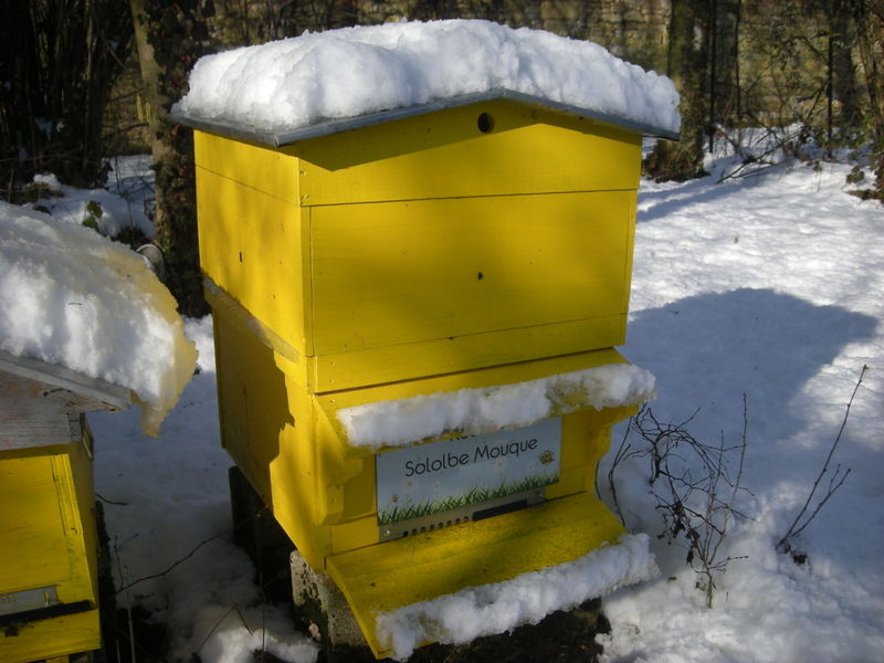La ruche Sololbe Mouque