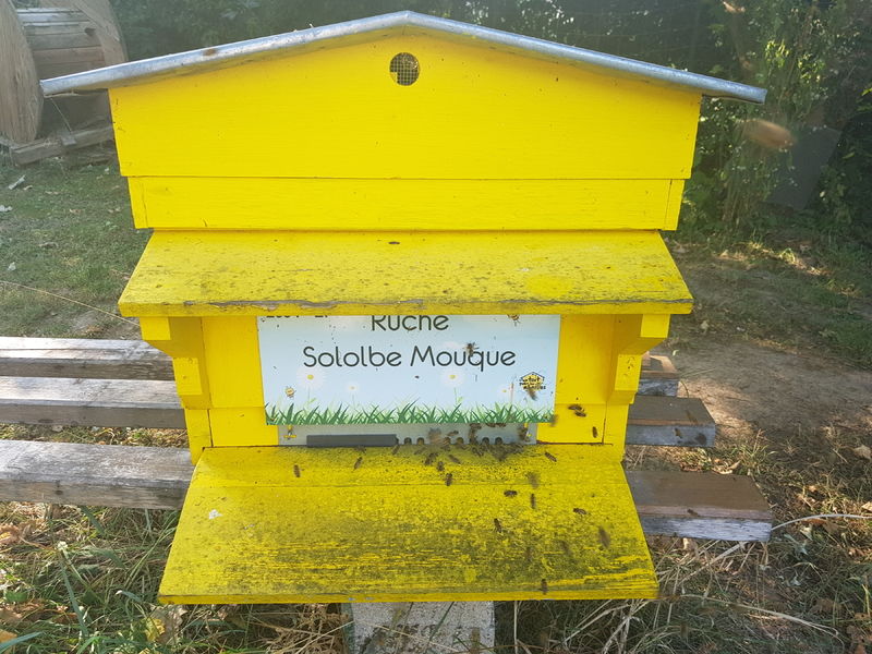 La ruche Sololbe Mouque