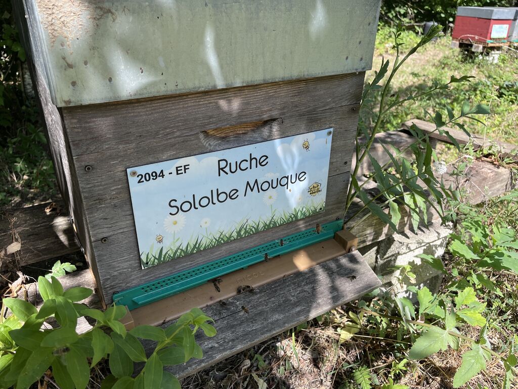 La ruche Sololbe Mouque