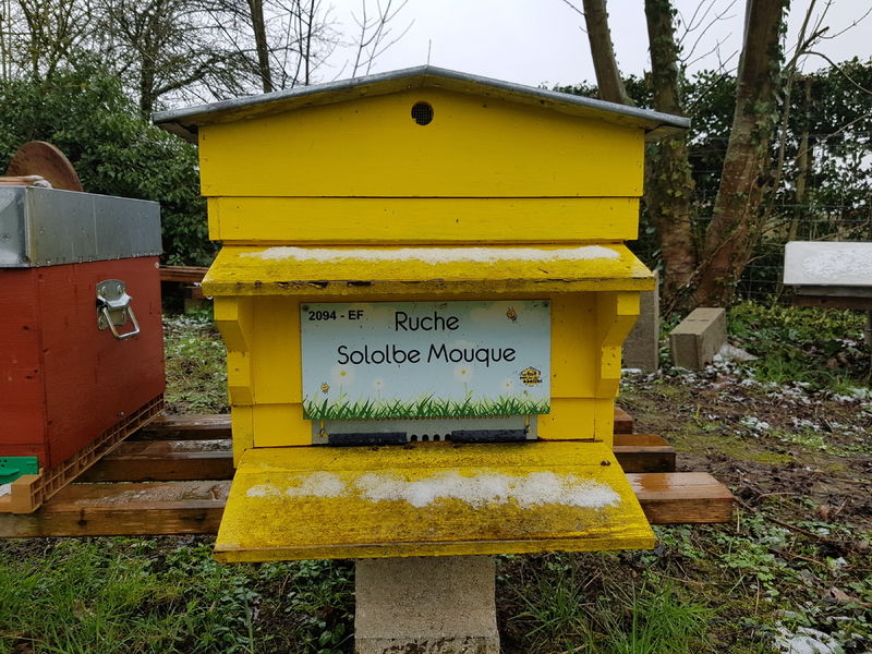 La ruche Sololbe Mouque