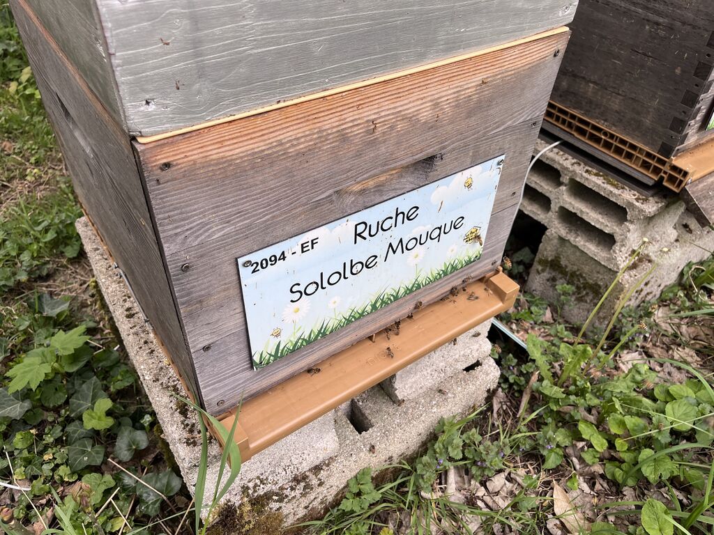 La ruche Sololbe Mouque