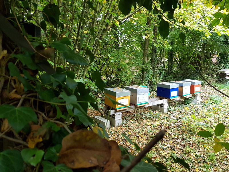 La ruche Sololbe Mouque